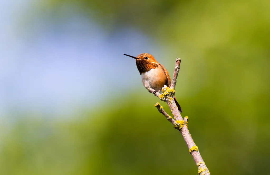 Rufous Hummingbird. Photo by FengYu, Shutterstock.