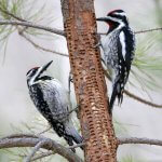 Yellow-bellied Sapsucker male (right) and female (left). Photo by Larry Master.