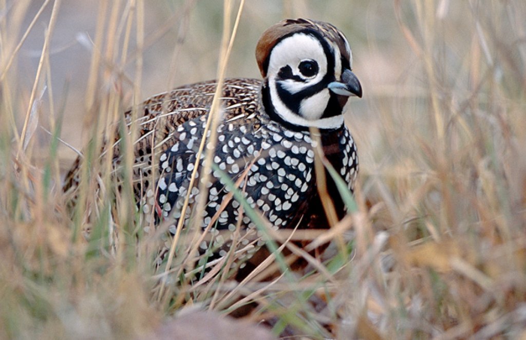 Montezuma Quail. Photo by Peter LaTourrette.