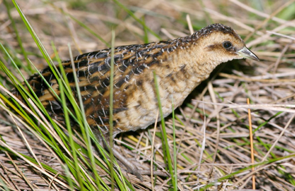 Yellow Rail. Photo by Agami Photo Agency, Alamy Stock Photo.