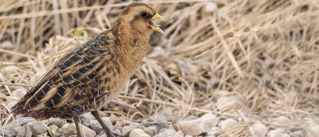 Yellow Rail calling. Photo by Blair Dudeck, Macaulay Library, Cornell Lab of Ornithology. 