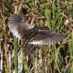 Yellow Rail in flight. Photo by Laura Keene, Macaulay Library, Cornell Lab of Ornithology