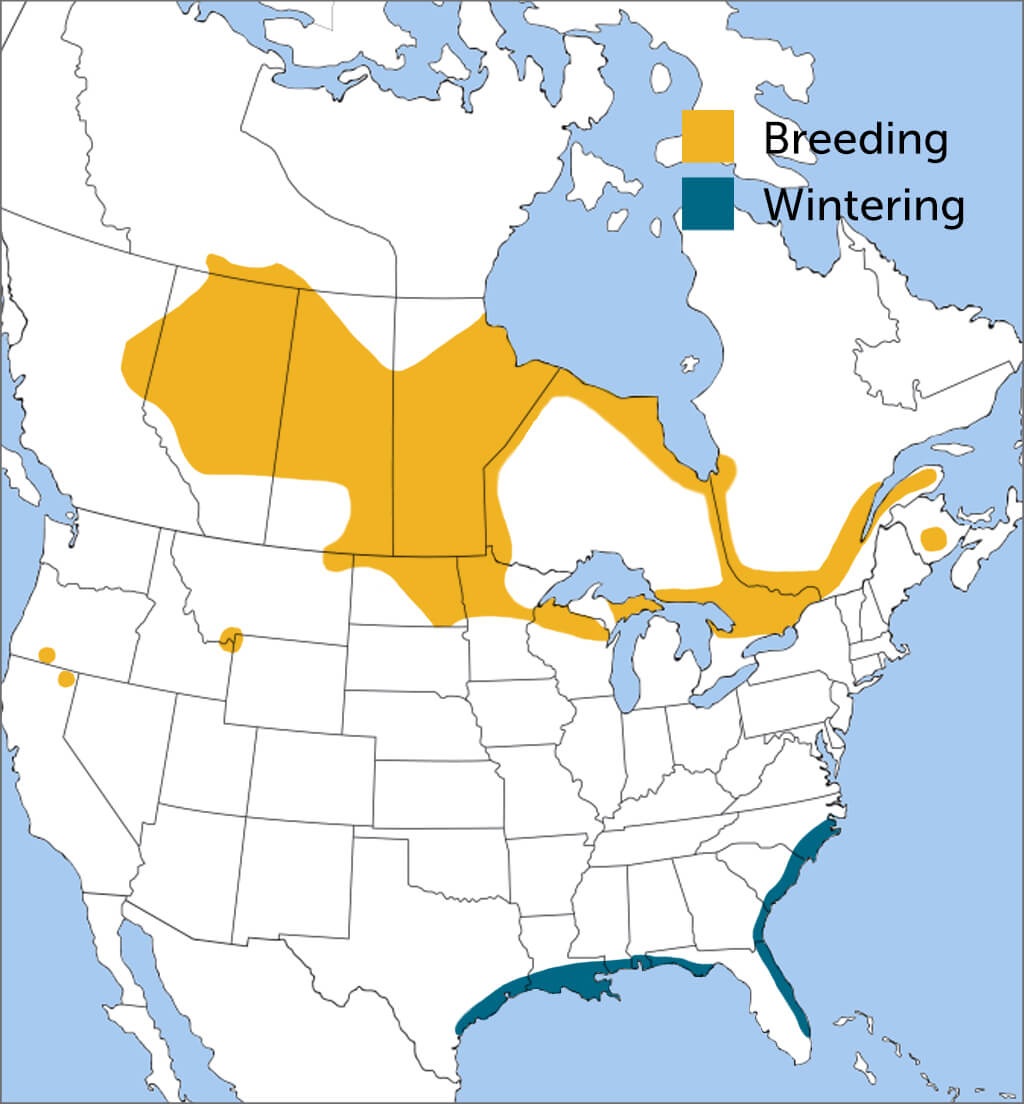 Yellow Rail range map by ABC