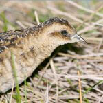 Yellow Rail