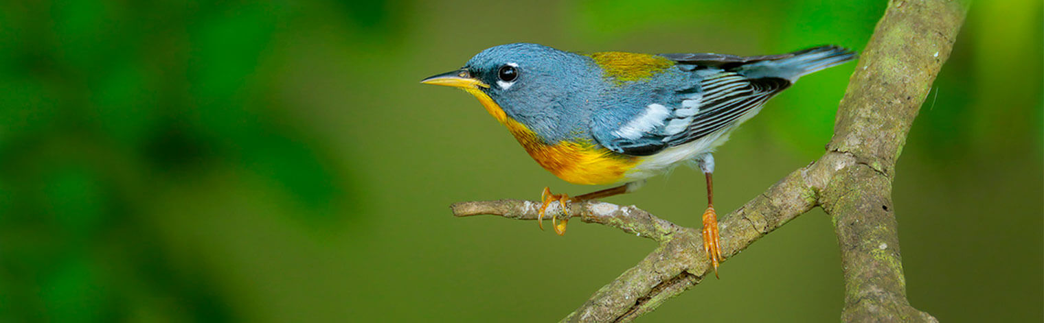 Northern Parula, Greg Lavaty/texastargetbirds.com