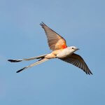 Scissor-tailed Flycatcher