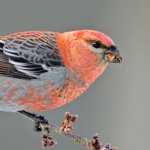 Pine Grosbeak