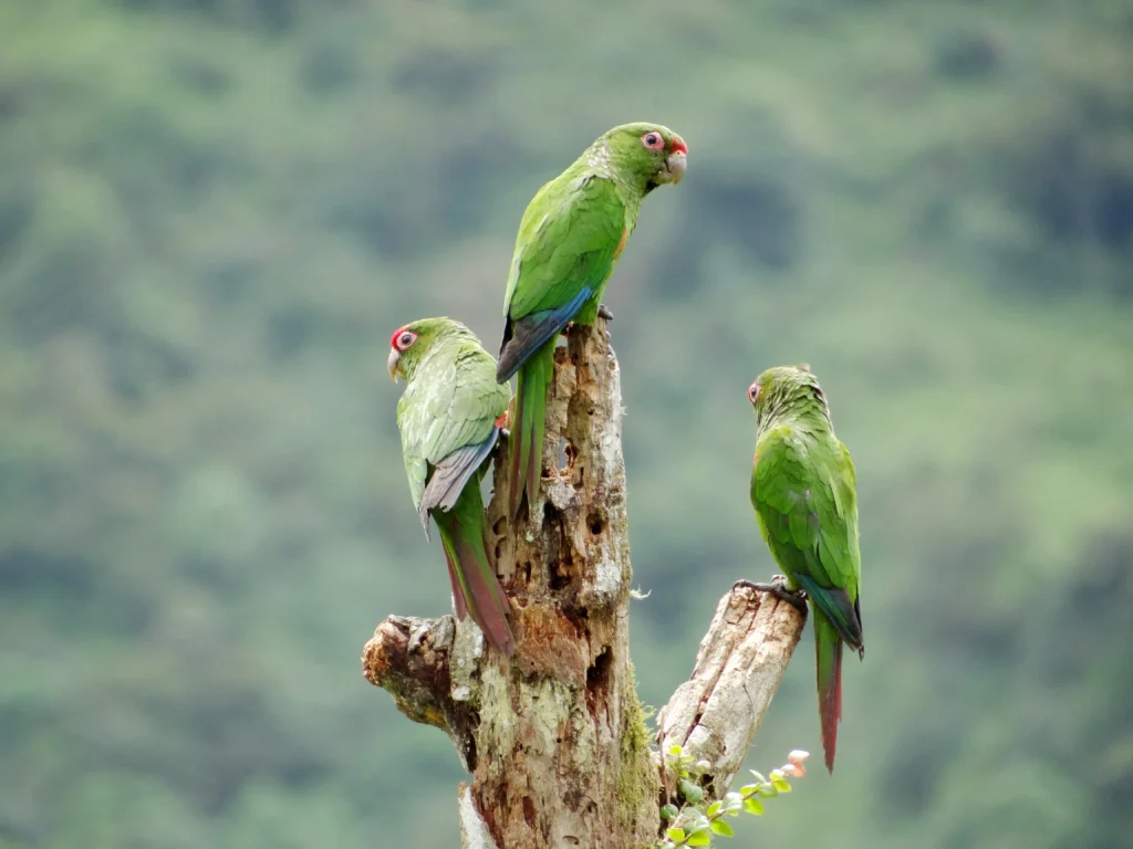 El Oro Parakeet. Photo © Francisco Sornoza.