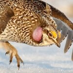 Sharp-tailed Grouse