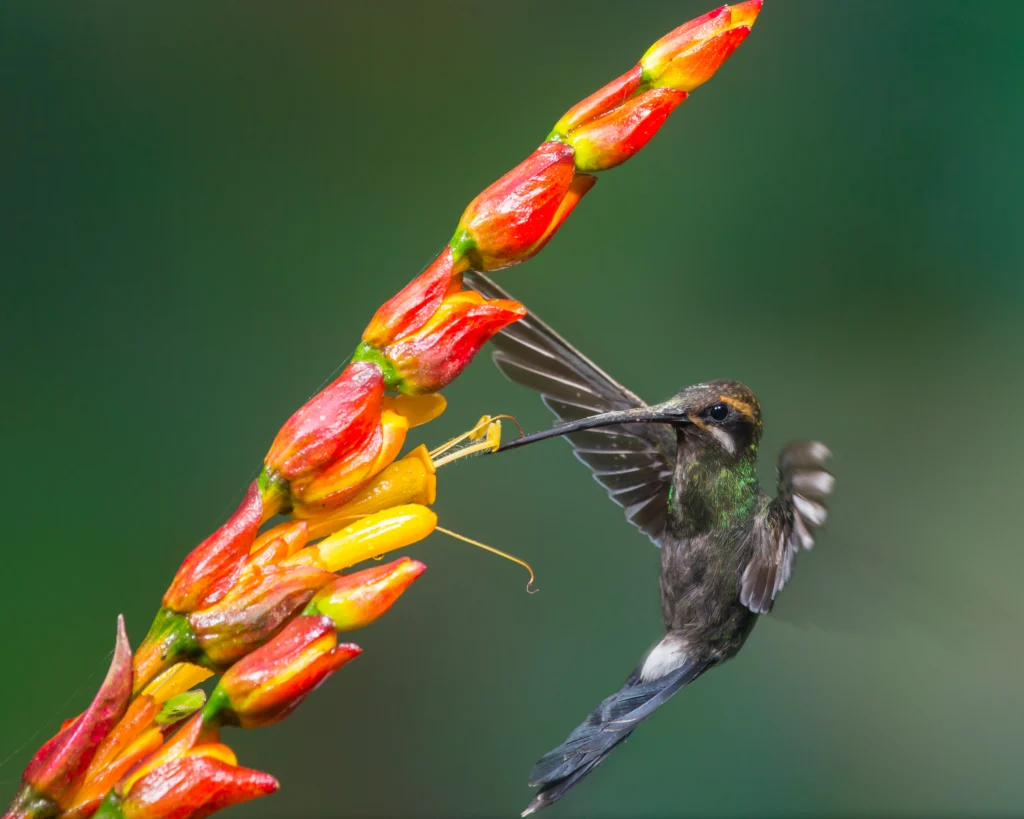 White-whiskered Hermit. Photo by AZ Outdoor Photography, Shutterstock.