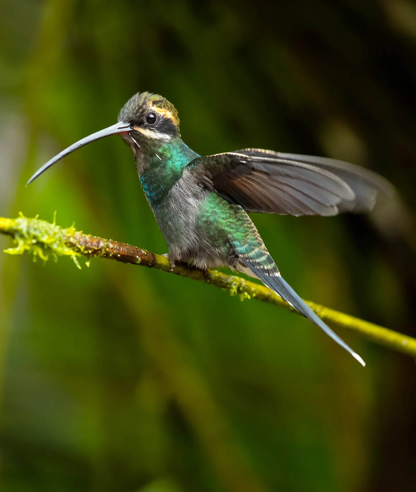 White-whiskered Hermit. Photo by Milan Zygmunt, Shutterstock.