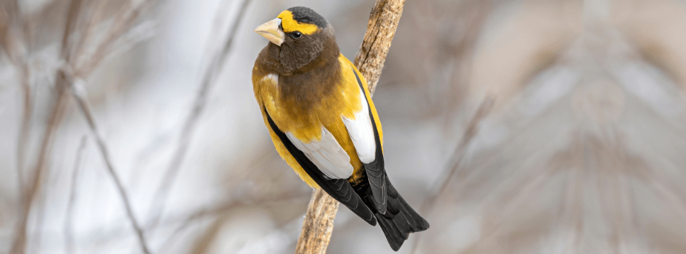 Evening Grosbeak