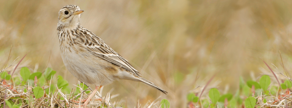 Sprague's Pipit is a bird species found in North American grasslands.