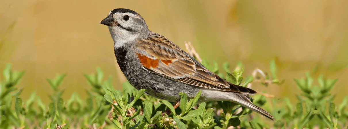 The Thick-billed Longspur is a grassland bird species.