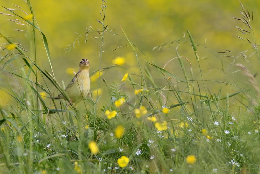 A female Bobolink among grasses in a field.