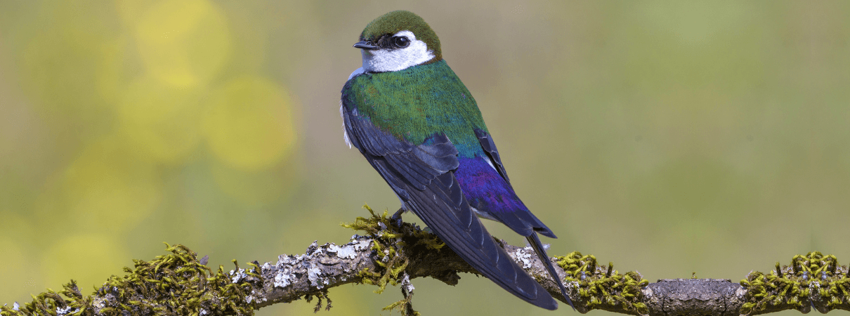 Violet-green Swallow at rest