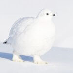 Willow Ptarmigan