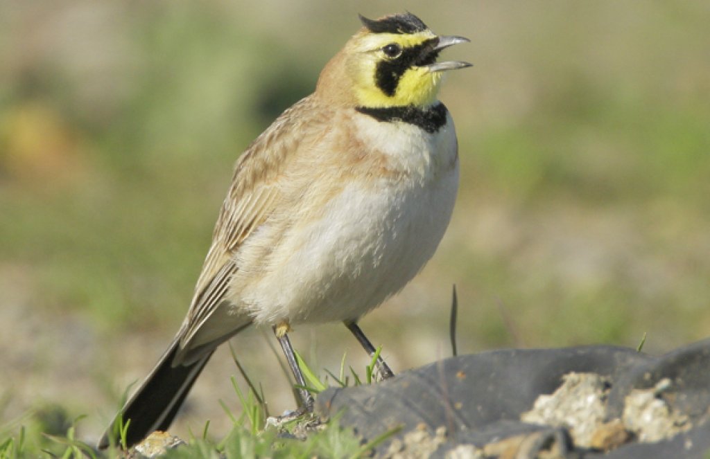 Horned Lark by Tom Grey