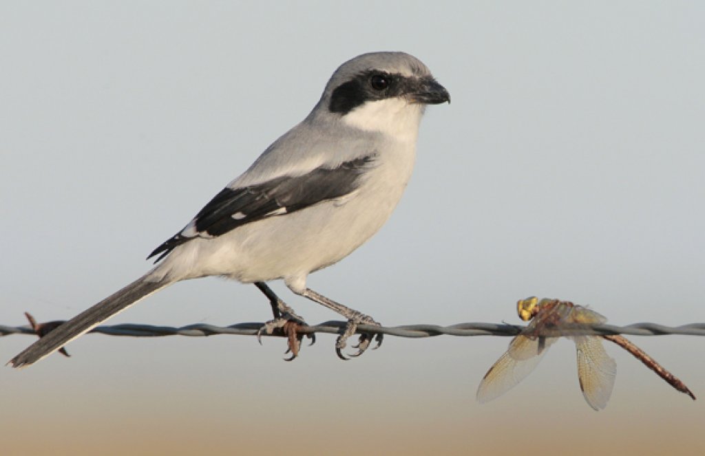 Loggerhead Shrike by Greg Lavaty, texastargetbirds.com