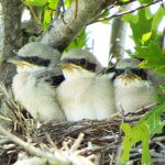 Loggerhead Shrike chicks by Jim Giocomo