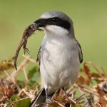 Loggerhead Shrike with prey by Philip Rathner, Shutterstock