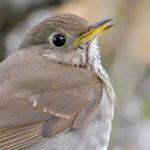 Bicknell's Thrush