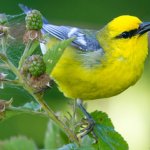 Blue-winged Warbler by Frode Jacobsen, Shutterstock