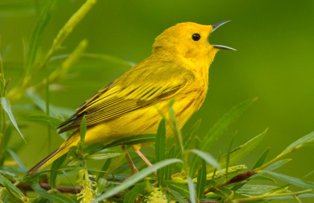 Yellow Warbler by Agnieszka Bacal