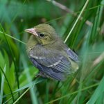 Blue-winged Warbler fledgling by Tyler Clemons, Shutterstock