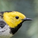 Hermit Warbler