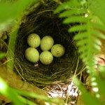 Kentucky Warbler nest with eggs by Eric Soehren, Macaulay Library at the Cornell Lab of Ornithology