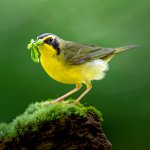 Kentucky Warbler with caterpillars by Ray Hennessy, Shutterstock