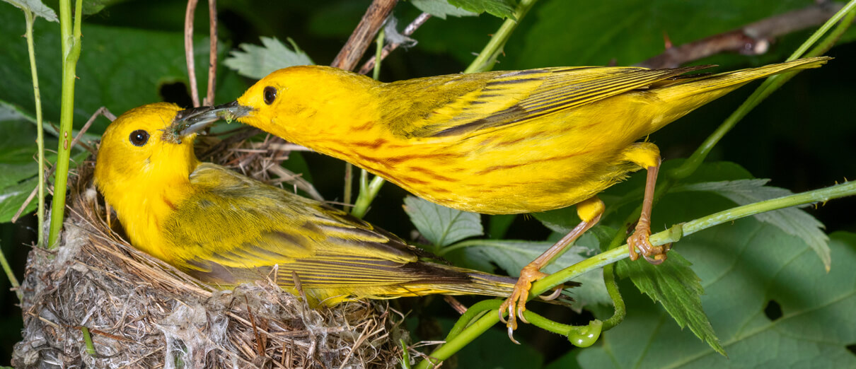 Male Yellow Warbler feeds his mate on the nest. Photo by Ivan Kuzmin, Shutterstock.