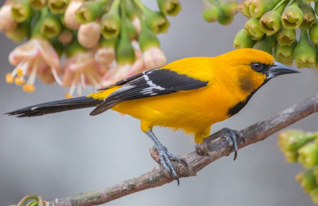 Yellow Oriole by Jhonathan Miranda, Macaulay Library at the Cornell Lab of Ornithology