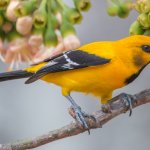 Yellow Oriole by Jhonathan Miranda, Macaulay Library at the Cornell Lab of Ornithology