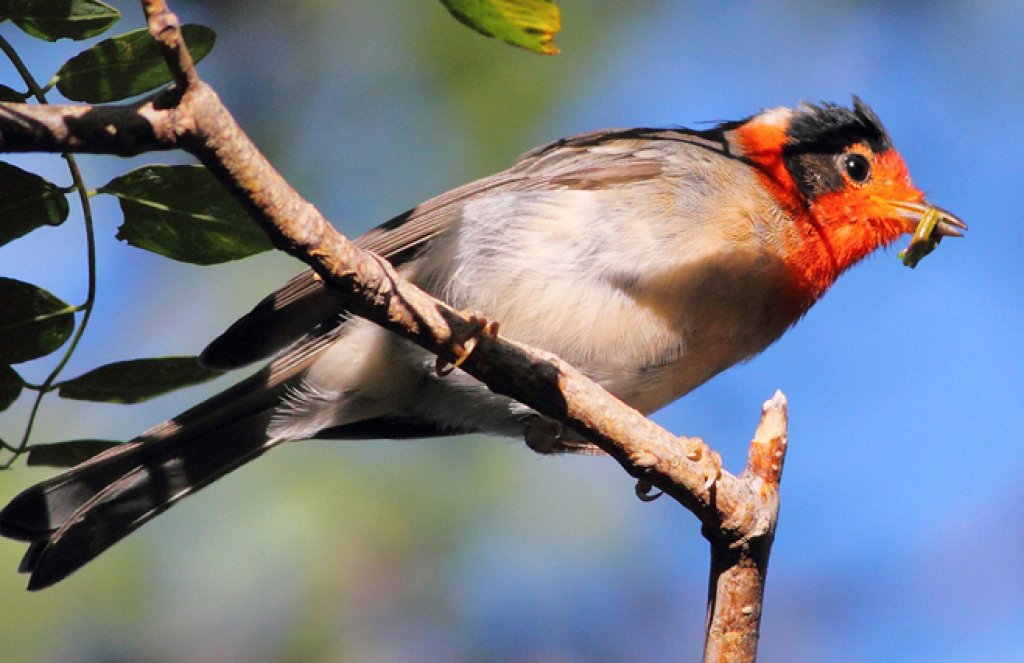 Red-faced Warbler by Greg Hormel, Natural Elements Productions