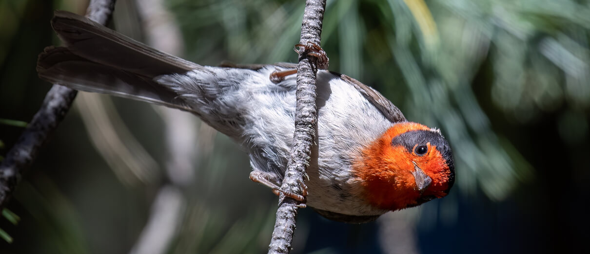 Red-faced Warbler by Griffin Gillespie, Shutterstock