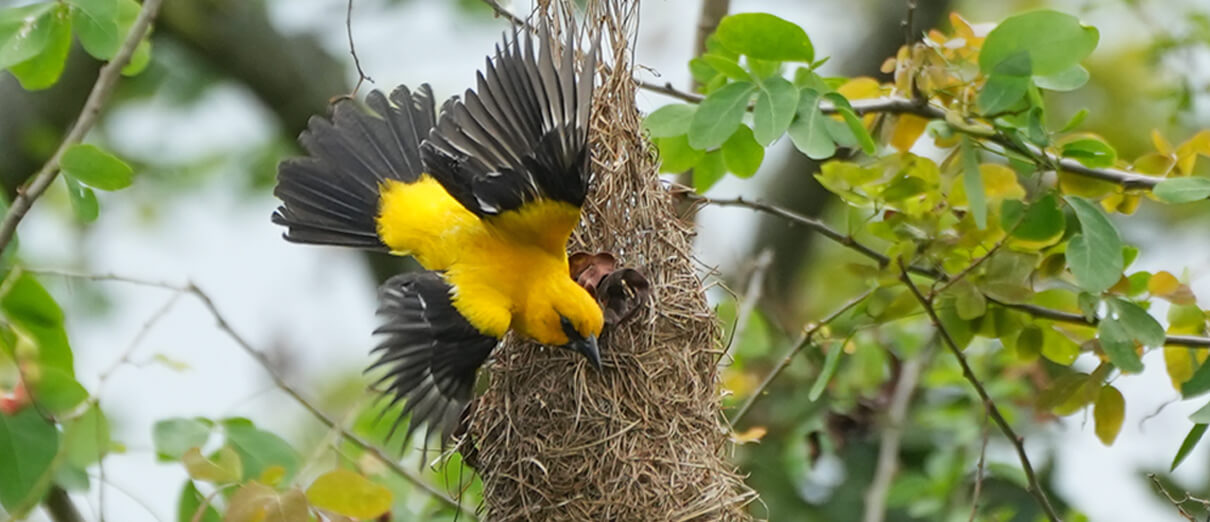 Yellow Oriole at nest by Nancy Eliot, Macaulay Library at the Cornell Lab of Ornithology