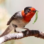 Red-faced Warbler by Larry Thompson