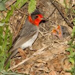 Red-faced Warbler feeding nestlings by Charles Melton, Alamy Stock Photo