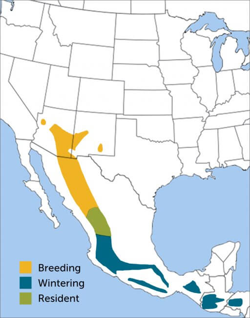 Red-faced Warbler map by ABC