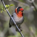 Red-faced Warbler singing by Bryan Calk, Macaulay Library at the Cornell Lab of Ornithology