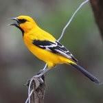 Yellow Oriole by Michael Woodruff, Macaulay Library at the Cornell Lab of Ornithology