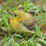 Yellow Oriole fledgling by Eduardo Freitez Gassan, Macaulay Library at the Cornell Lab of Ornithology