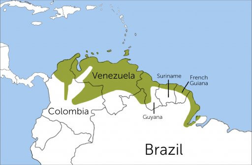 Yellow Oriole range map by ABC