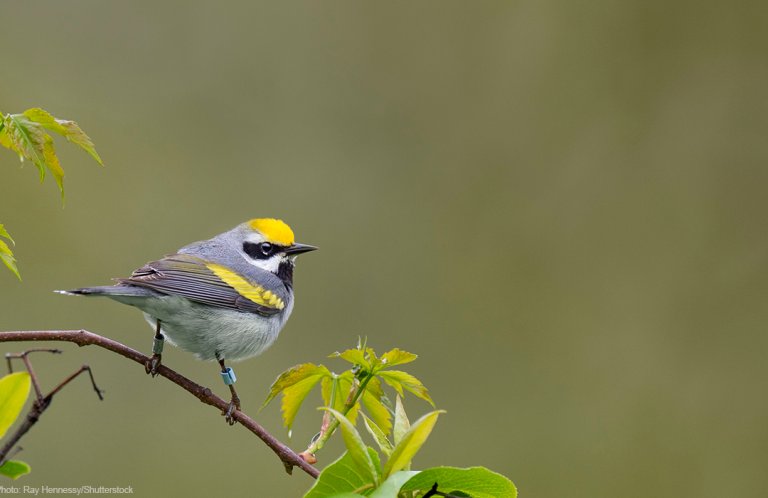 Golden-winged Warbler by Ray Hennessy/Shutterstock