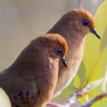 Blue-eyed Ground-Doves by João Sérgio Barros Freitas de Souza