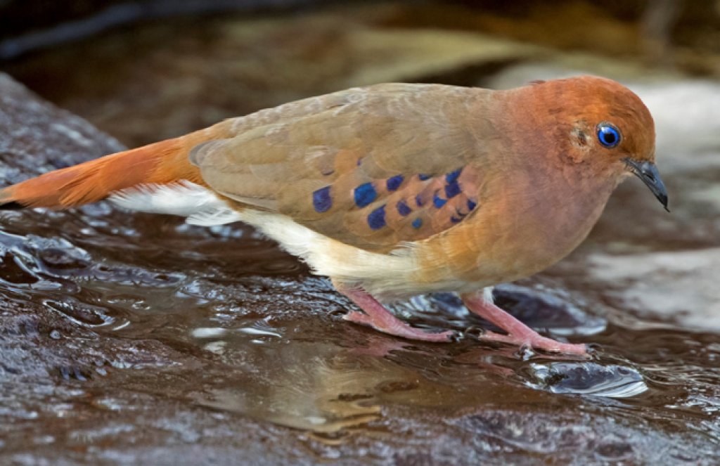 Blue-eyed Ground-Dove by Ciro Albano