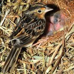 Grasshopper Sparrow (Florida subspecies) at nest by Paul R. Reillo.