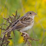 Juvenile Grasshopper Sparrow by Frode Jacobsen, Shutterstock